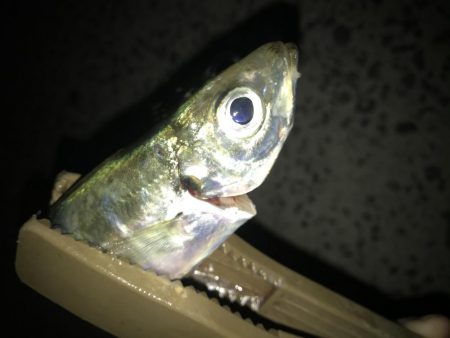 夕マズメのアジング好調