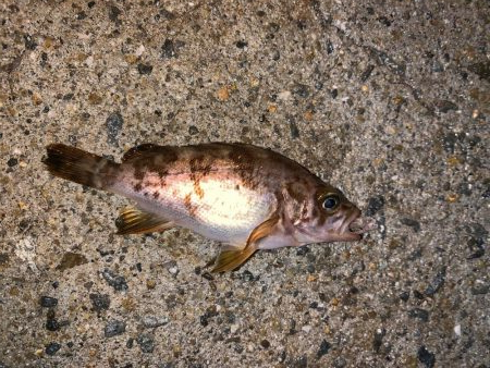 メバルプラッキング20