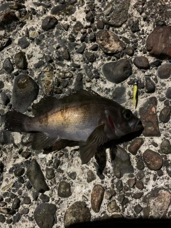 ひさびさのメバル