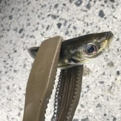 アジング楽しい!