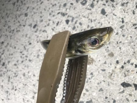 アジング楽しい!