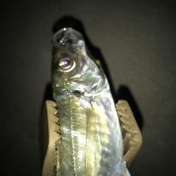 夕マズメのアジングで大漁