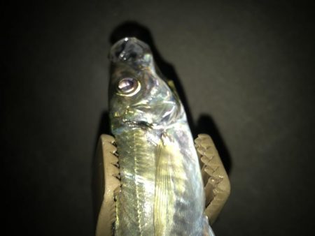 夕マズメのアジングで大漁