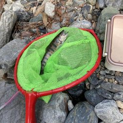 玉川 あまご解禁