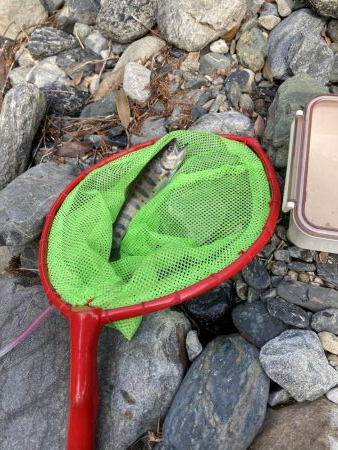 玉川 あまご解禁