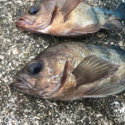 メバル活性高い