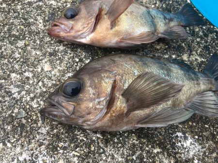 メバル活性高い