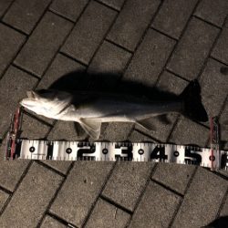 水温が上がってきた。