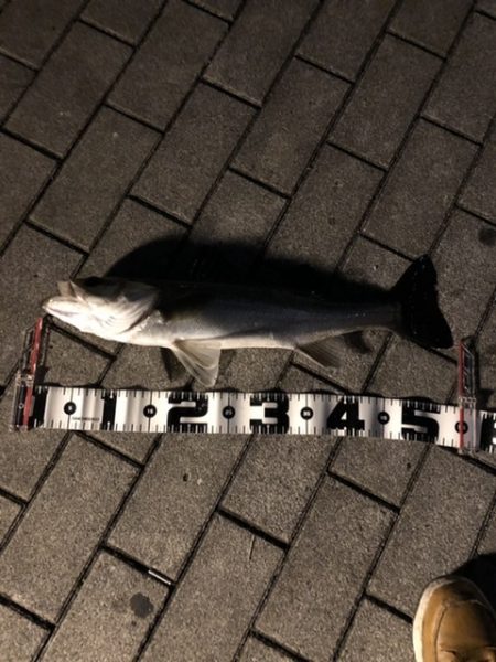 水温が上がってきた。