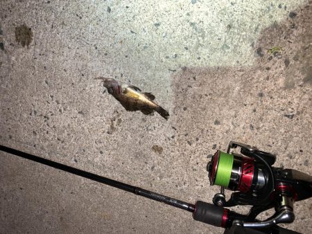 メバルプラッキング21