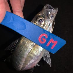 アジング　　あと少し…