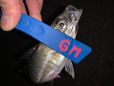 アジング　　あと少し…