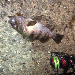 メバルプラッキング19