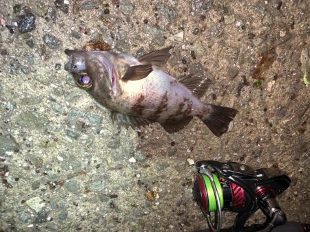 メバルプラッキング19