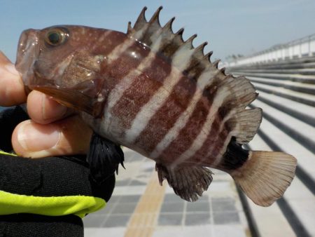 暖かく釣り日和