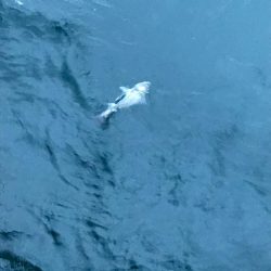 沖堤チャレンジ