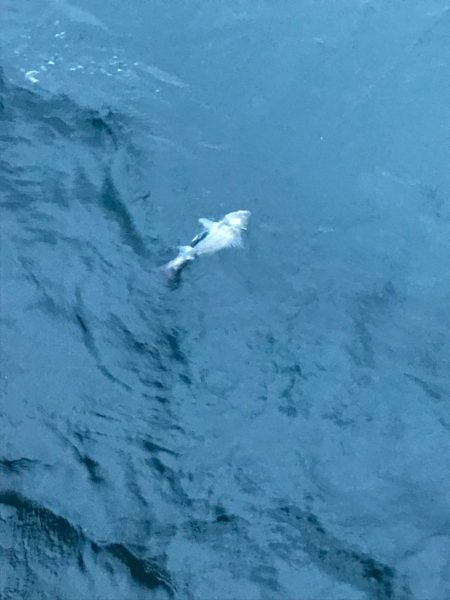 沖堤チャレンジ