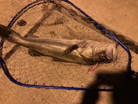 千田でシーバスゲーム