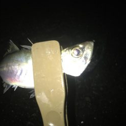 夕マズメのアジング