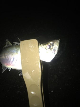 夕マズメのアジング