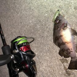 メバルプラッキング17