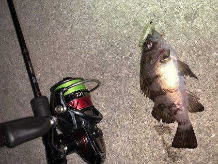 メバルプラッキング17