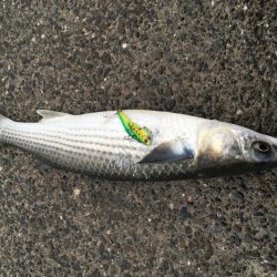 久しぶりのファイト