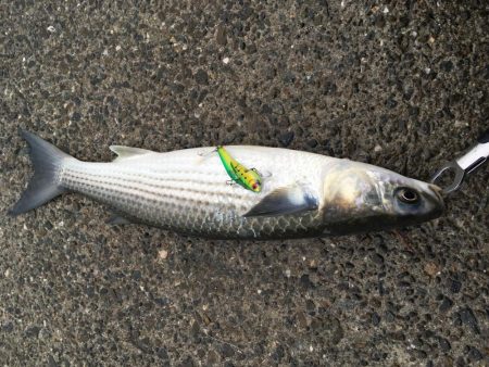 久しぶりのファイト