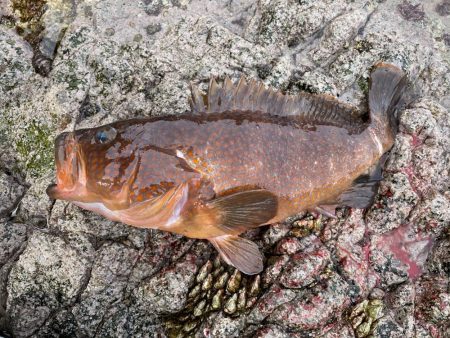 ヒラマサ狙いのはずが