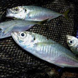 表層風ドリフト