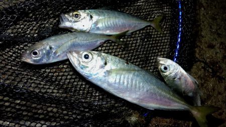 表層風ドリフト