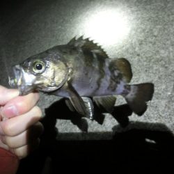 フロート縛りでメバリング