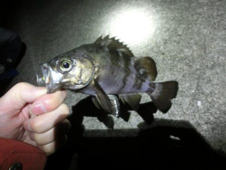 フロート縛りでメバリング