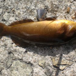 ゴールドのアイナメいたど