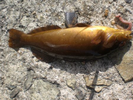 ゴールドのアイナメいたど