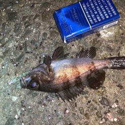 メバルプラッキング⑧