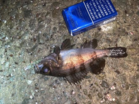 メバルプラッキング⑧