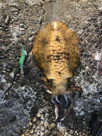 同長30㎝1.2キロ