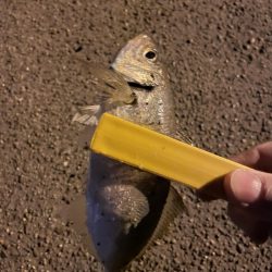 激シブアジング