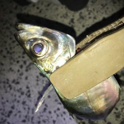 夕マズメにアジング！