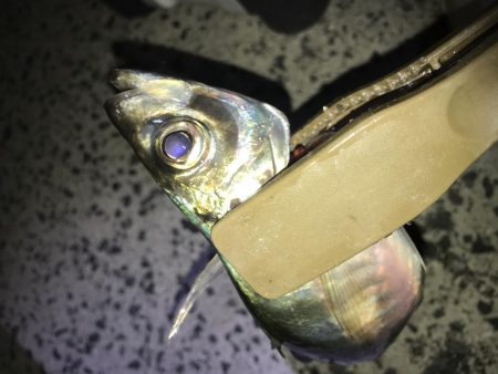 夕マズメにアジング！