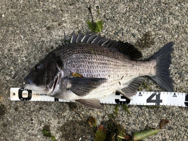 イチノ兄弟、釣果！