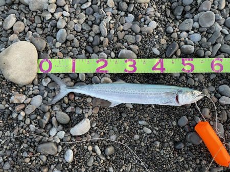 ソニオで初釣果