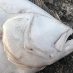 オリジナルベイト