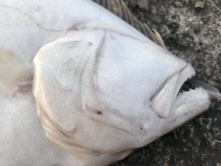 オリジナルベイト