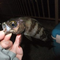 メバリングのはずが！？