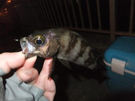 メバリングのはずが！？