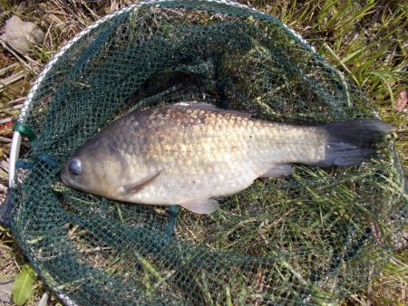 和歌山市某所でへらぶな４０ｃｍɱ…