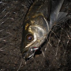 そろそろボトムパターンも終わり?。