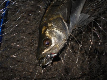 そろそろボトムパターンも終わり?。